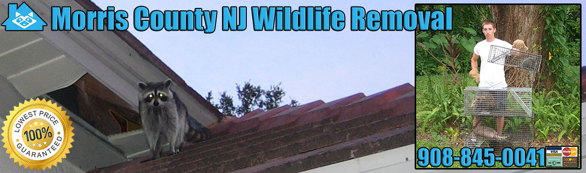 Morris County Wildlife and Animal Removal